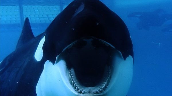Documental Blackfish