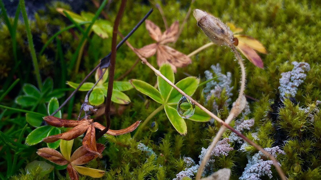 Cámara iPhone 6 Plus con Focus Pixels