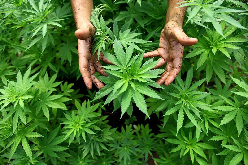 Legalización de la Marihuana Puerto Rico