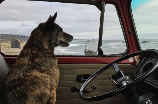 iPhone 6s y iPhone 6s Plus Cámara