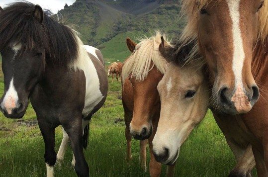 iPhone 6s y iPhone 6s Plus Cámara