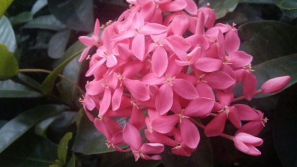 Prueba cámara LG V10