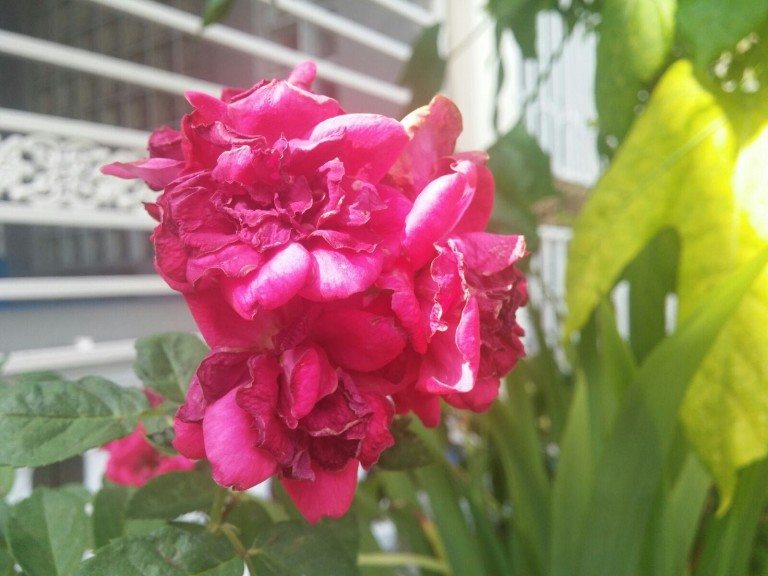 Prueba cámara LG V10