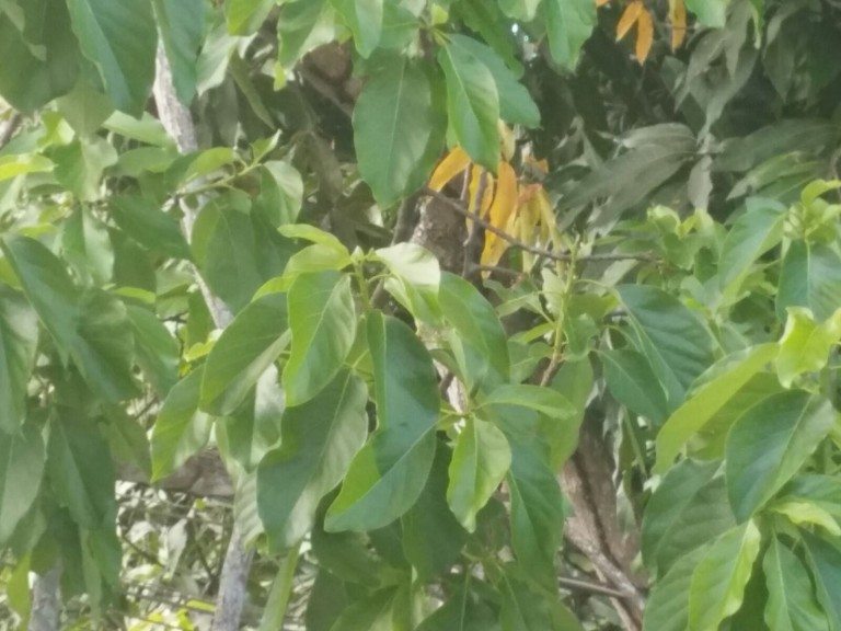 Prueba cámara LG V10